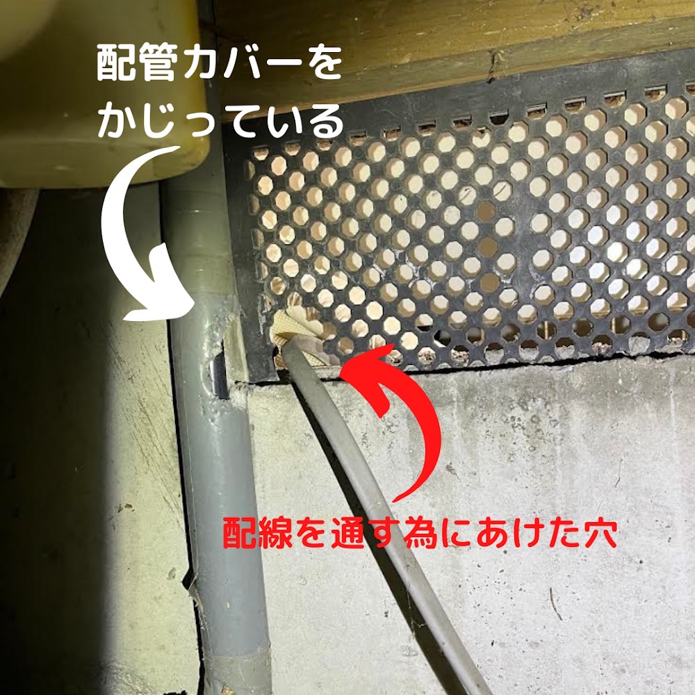 ネズミ駆除